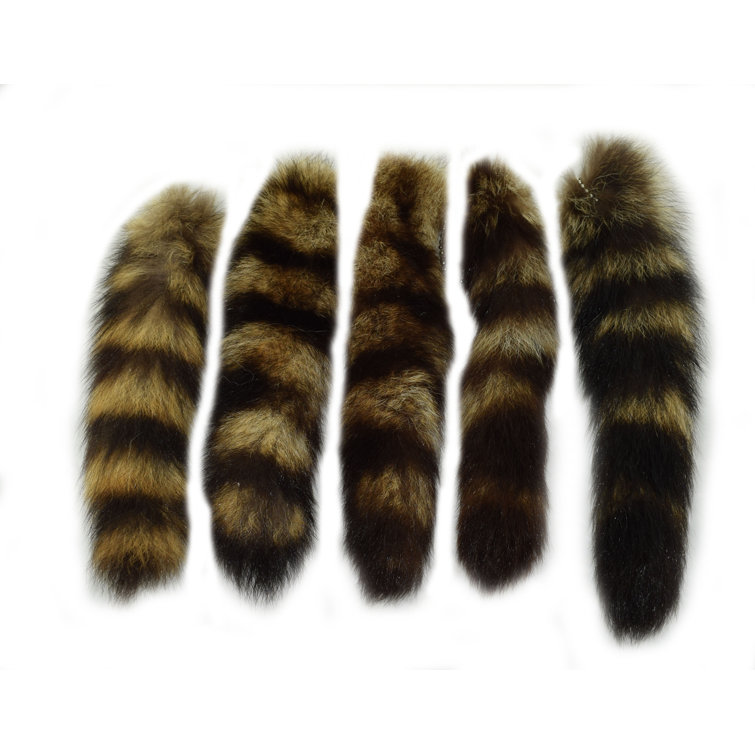 Loon Peak® Conder Raccoon Tail | Wayfair