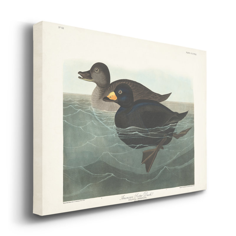 Gracie Oaks Pl 408 American Scoter Duck Wrapped Canvas Print Wayfair