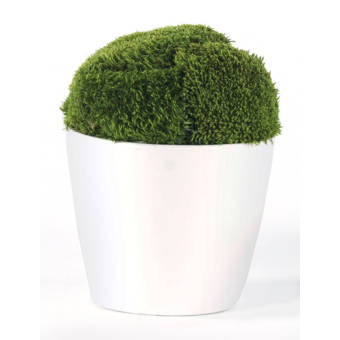Union Rustic Mound In Boat Moss Grass Wayfair