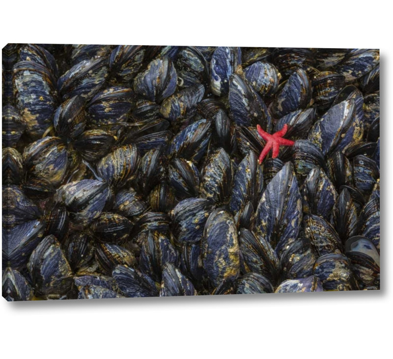 Breakwater Bay Wa Mussels And Red Sea Star At Tide Pools Photographic Print On Wrapped Canvas Wayfair