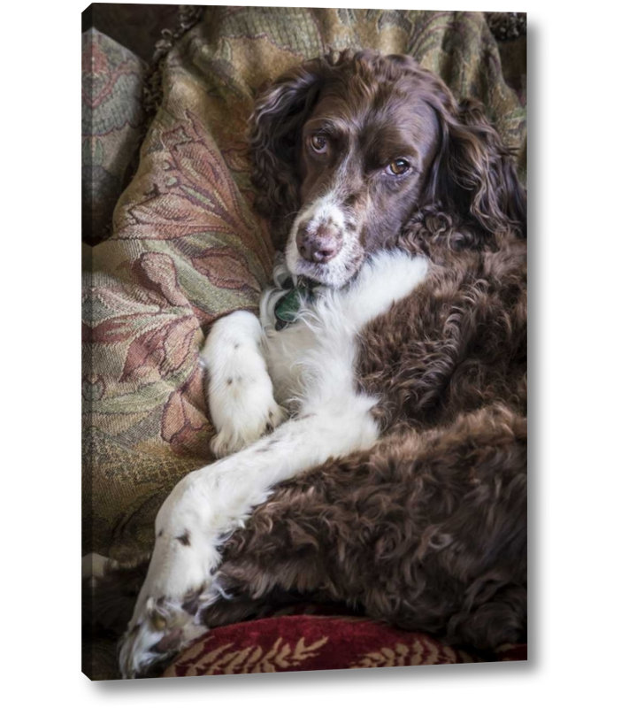 Winston Porter Washington English Springer Spaniel On Couch