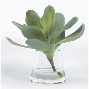 Faux Succulent In Glass Vases Wayfair Ca