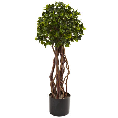 Alcott Hill English Ivy Round Topiary in Pot