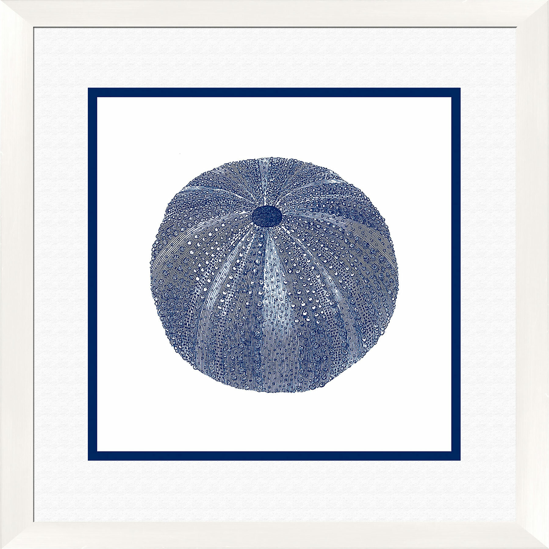 Ptm Images Sea Urchin Shell Giclee I Framed Graphic Art Wayfair