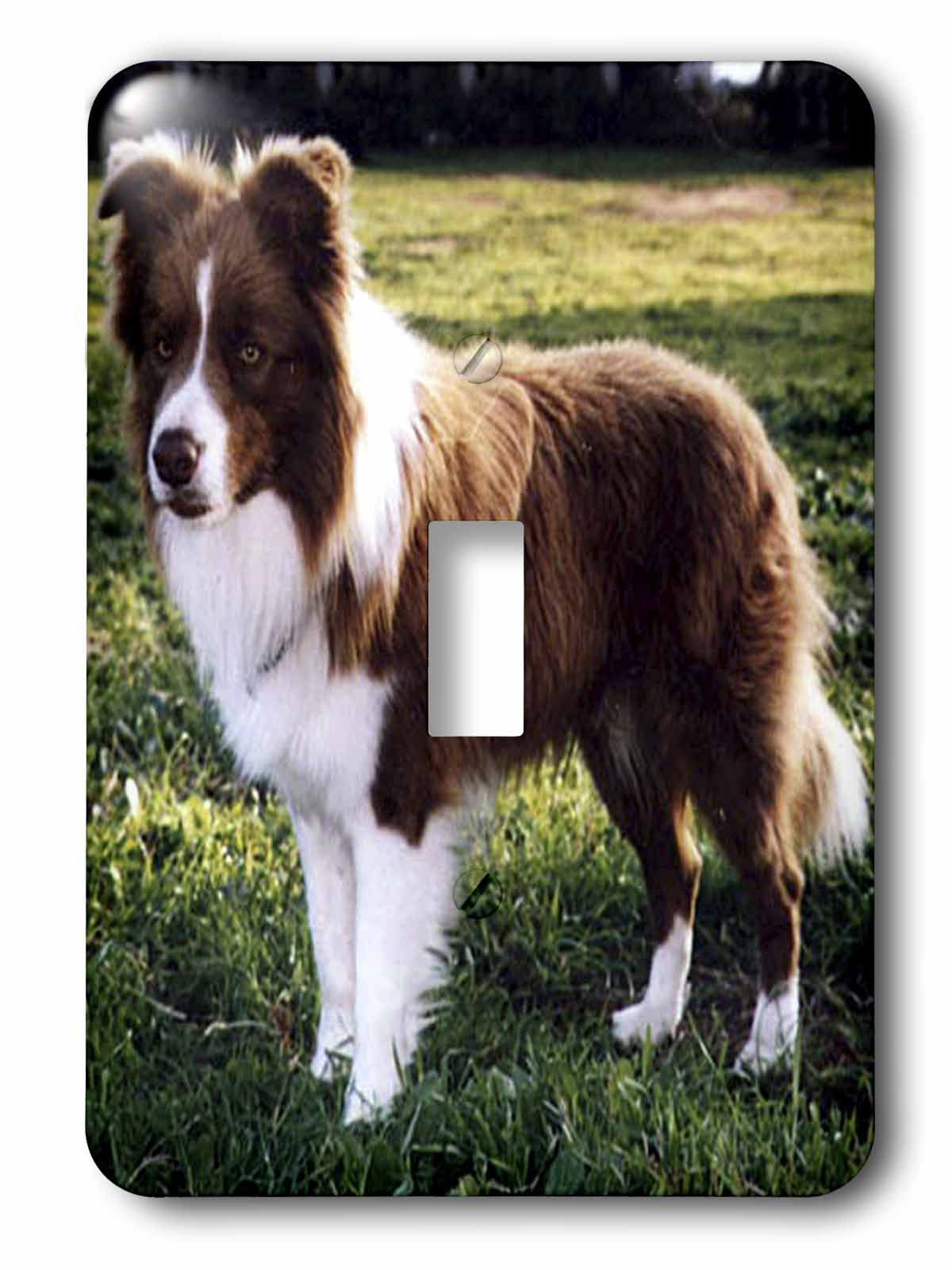 tan and white collie