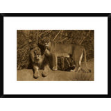Lion And Lioness Wall Art Wayfair Lion and lionesslove is in the aircolorfulabstractpop artmodern. lion and lioness wall art wayfair