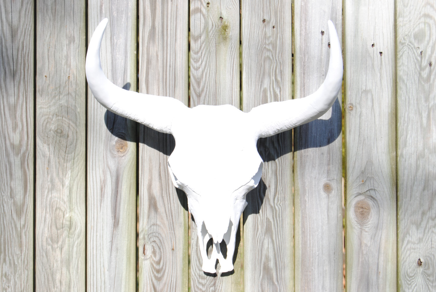 Bungalow Rose Faux Taxidermy Bison Skull Wall Decor Wayfair