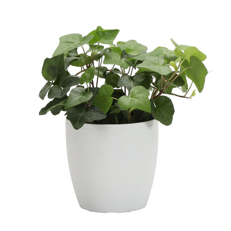 Thorsen�s Greenhouse 7&quot; Live Ivy Plant in Pot Wayfair