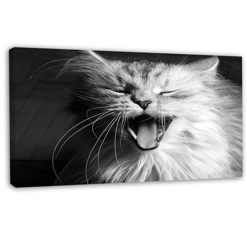 Ebern Designs 'Yawning White Cat' Graphic Art on Wrapped ...