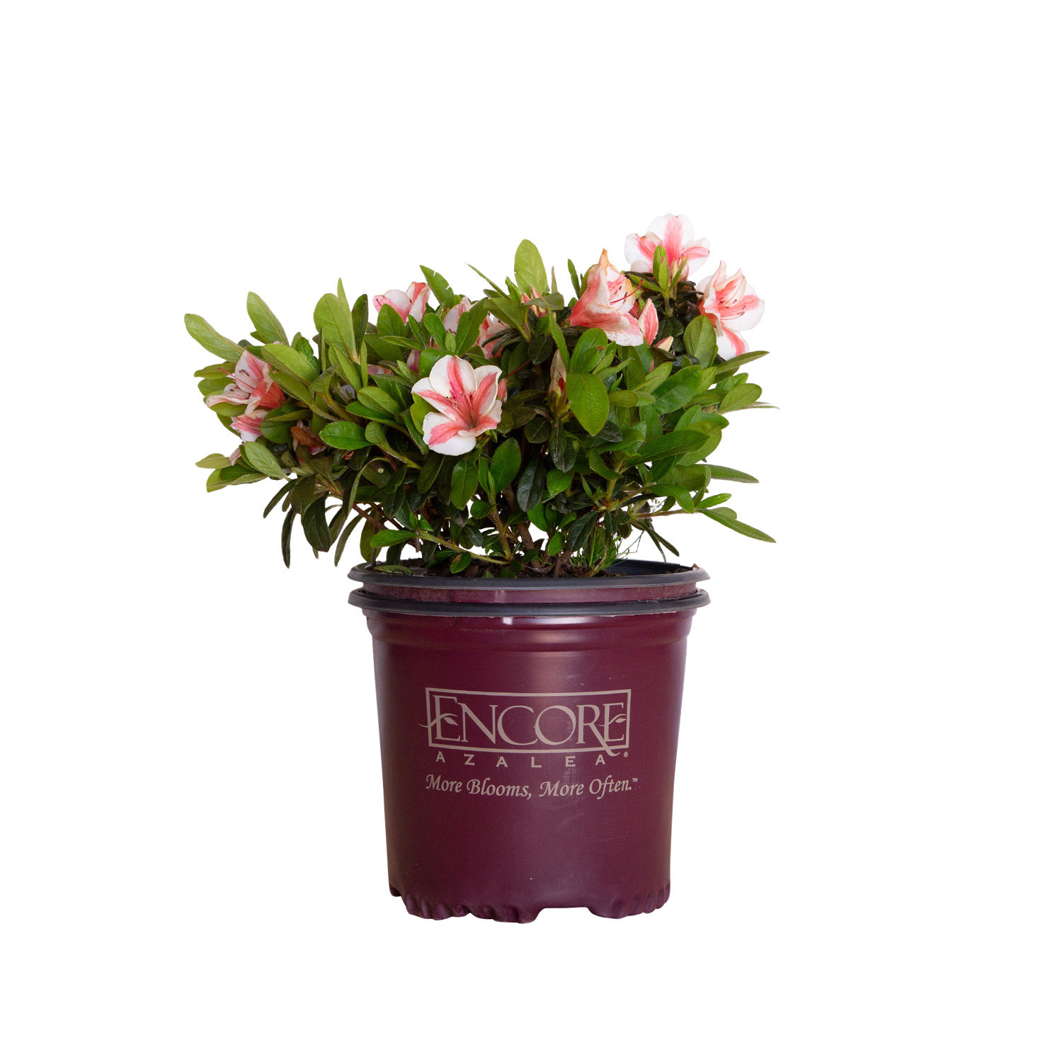 Encore Azalea 1 Gallon Encore Azalea Autumn Starburst | Wayfair