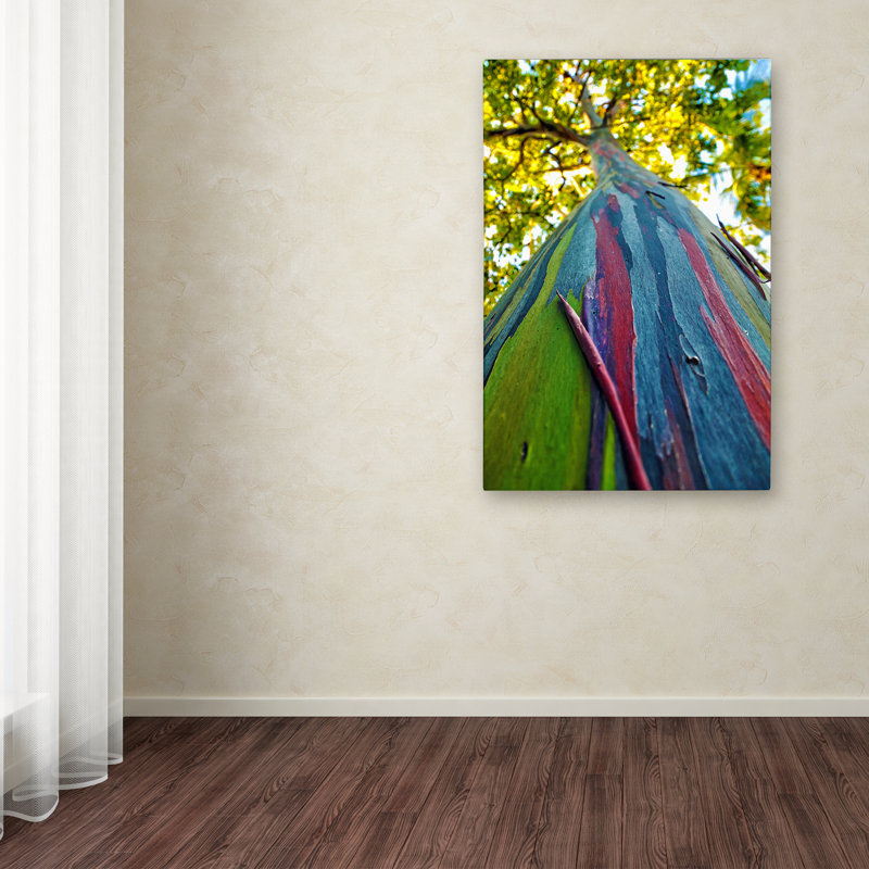 Latitude Run Rainbow Eucalyptus Tree Photographic Print On