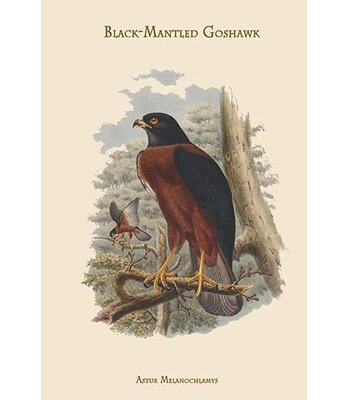 Astur Melanochlamys Black-Mantled Goshawk - Graphic Art Print Buyenlarge Size: 42