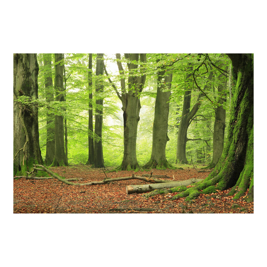 Mighty Beech Trees 2.88m x 2.88m Textured Matt Peel & Stick Wall Mural