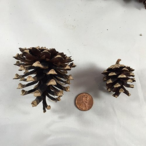 Pine Cone Wayfair