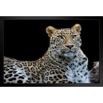 Sunset Leopard Variety of Size Available Wildlife Photograph Animal Picture Home Decor Wall Nature Print