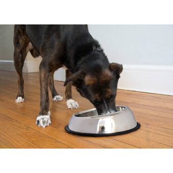 mucky paws small dog rescue