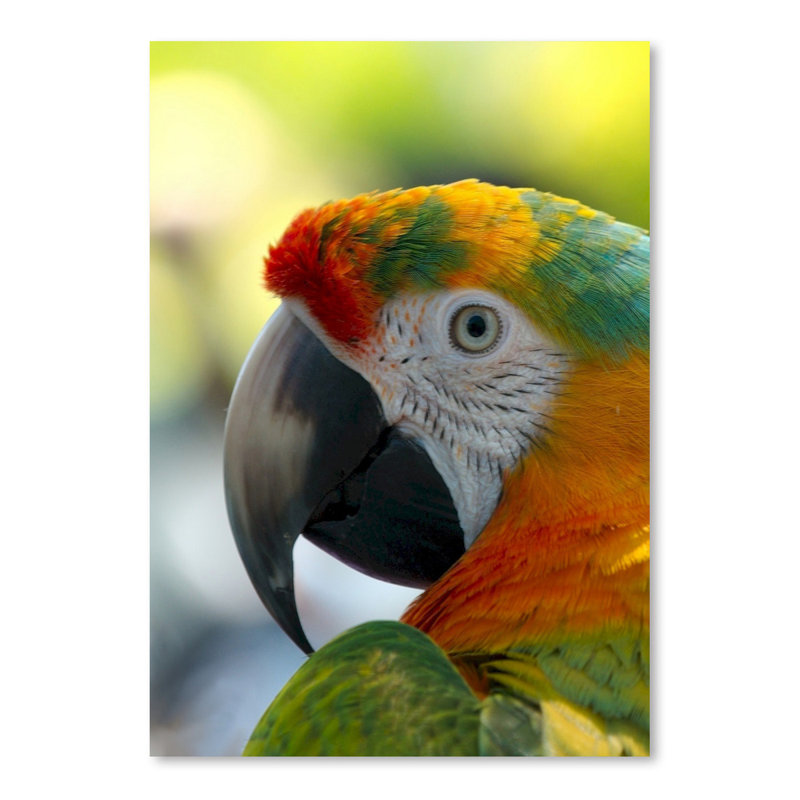 East Urban Home Colorful Bird Parrot Animal Photographic Print Wayfair