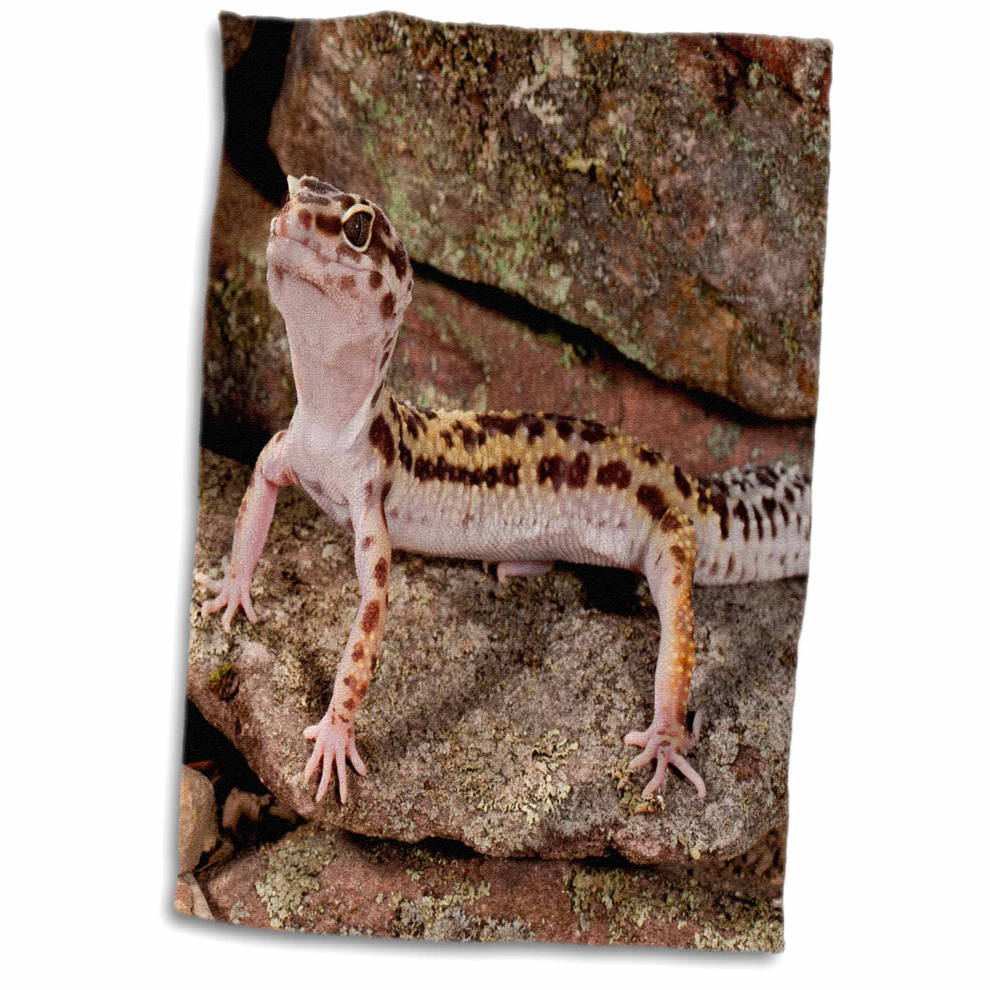 leopard gecko litter box