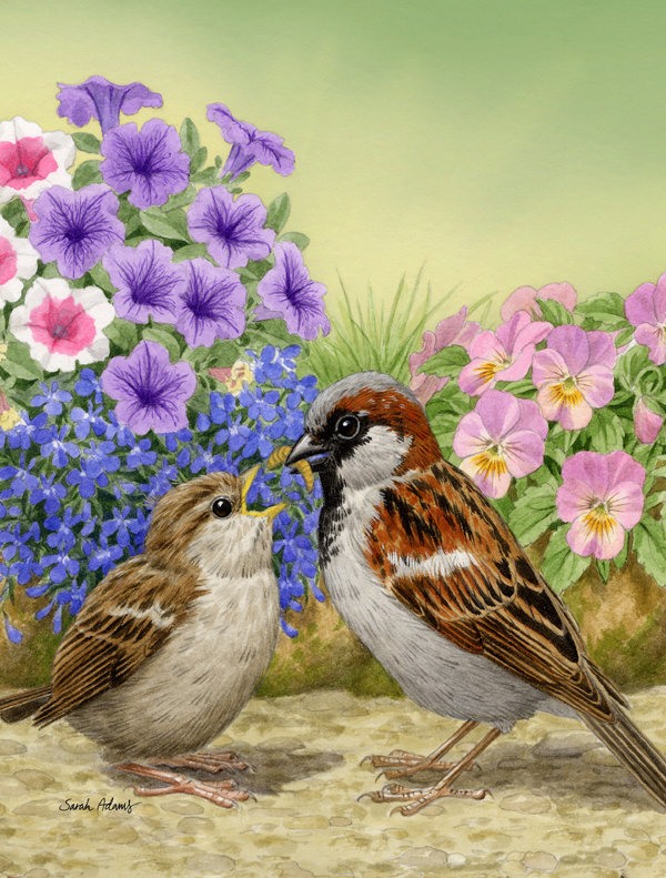 Caroline S Treasures House Sparrows 2 Sided Polyester 40 X 28 In House Flag Wayfair