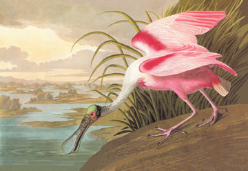 Buyenlarge Roseate Spoonbill By John James Audubon Painting Print
