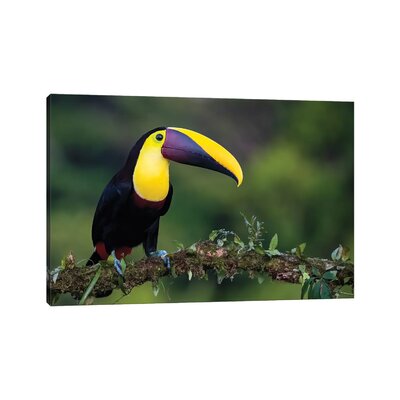 Yellow Throated Toucan Posing by - Wrapped Canvas East Urban Home Size: 8