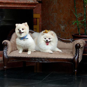 Victorian Dog Sofa