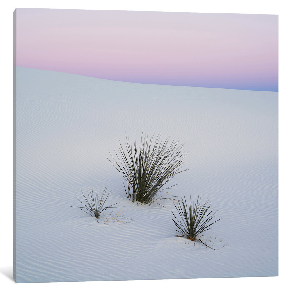 East Urban Home Soaptree Yucca I Sands National Monument New Mexico Usa By Panoramic Images Photographic Print On Wrapped Canvas Wayfair