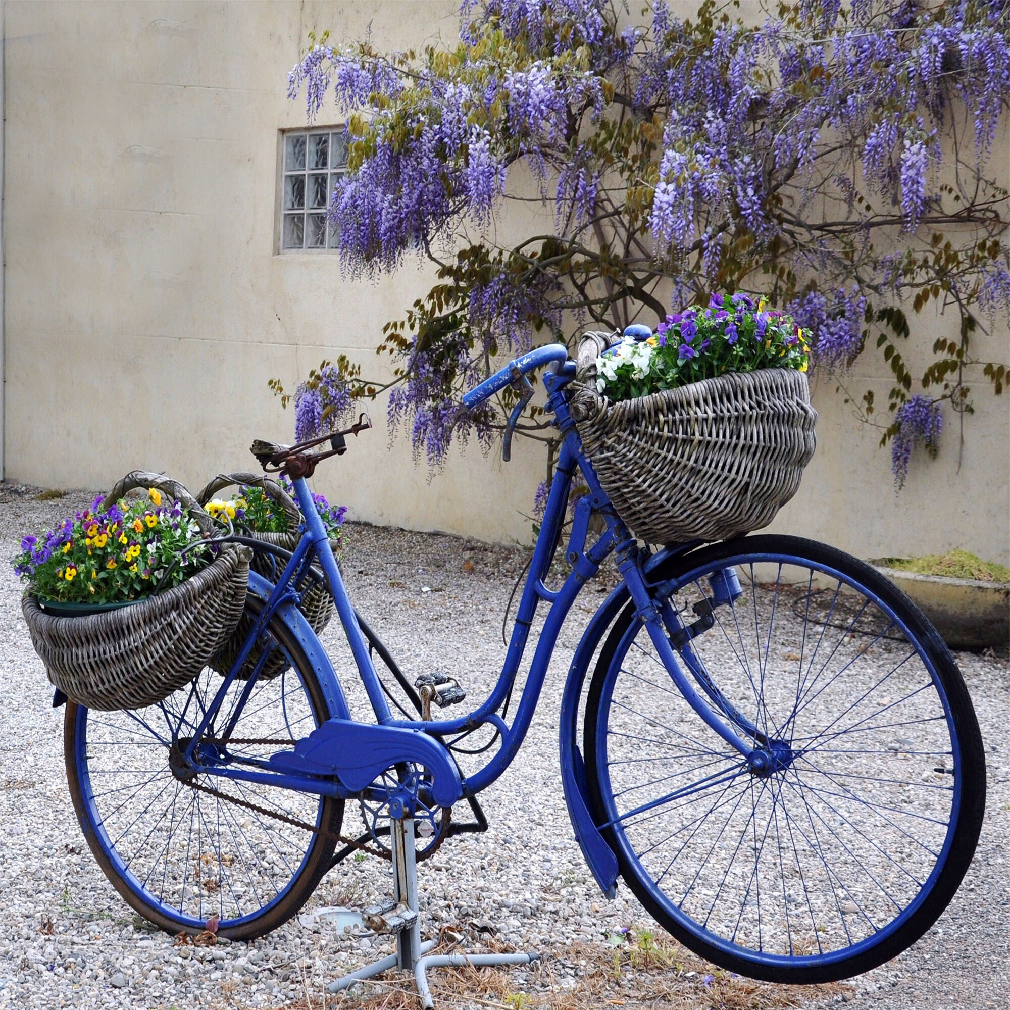 purple and blue bike