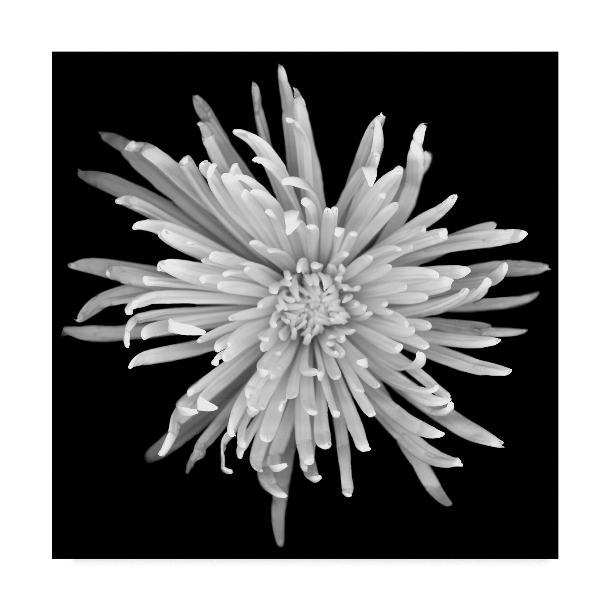 Chrysanthemum Black /& Whit Flower Canvas Wall Art Picture Print