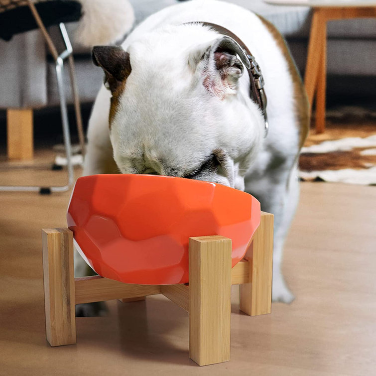 raised dog dishes