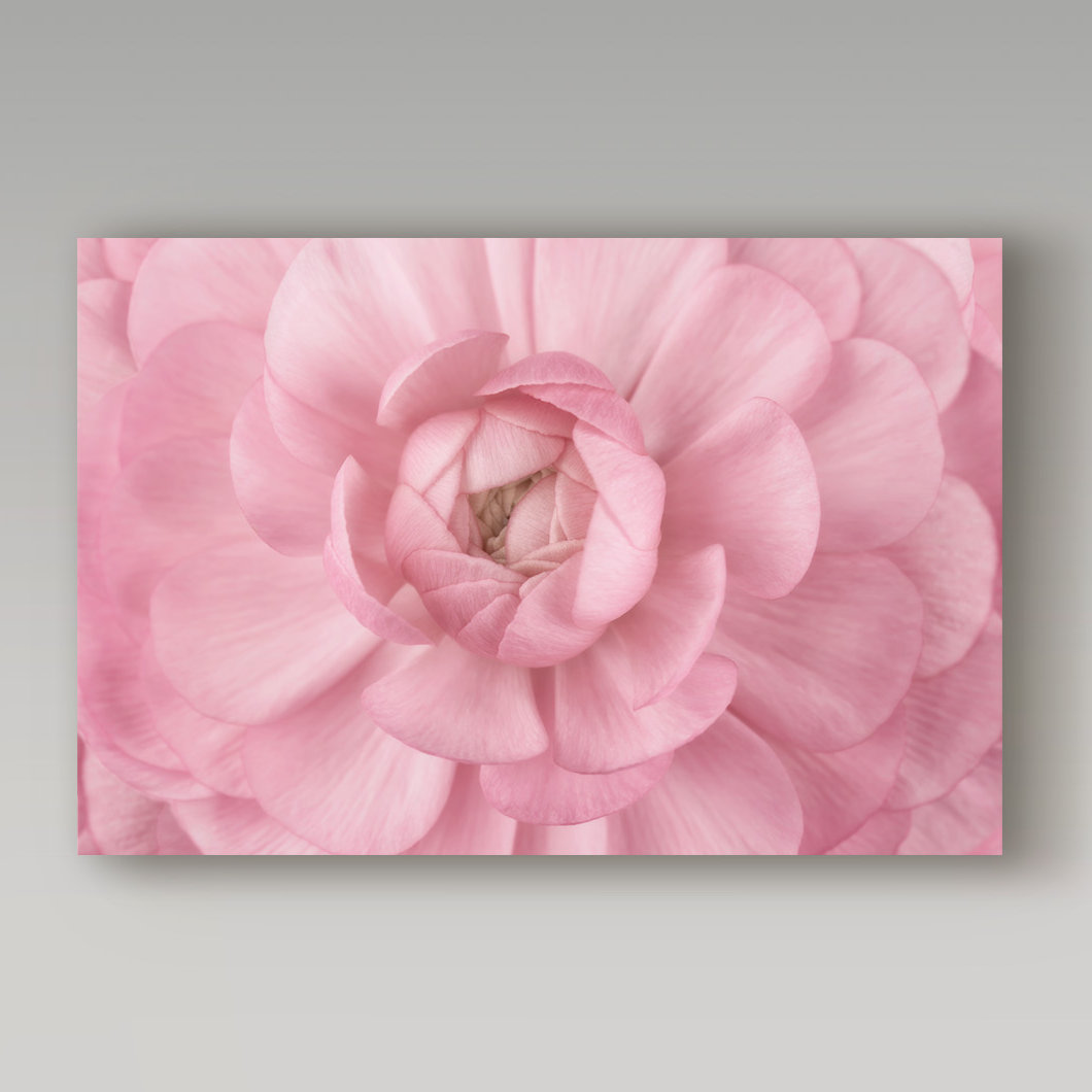 Ophelia & Co. Pink Flower Petals by Cora Niele - Print on Canvas | Wayfair Ophelia & Co. Pink Flower Petals by Cora Niele - Print on Canvas | Wayfair