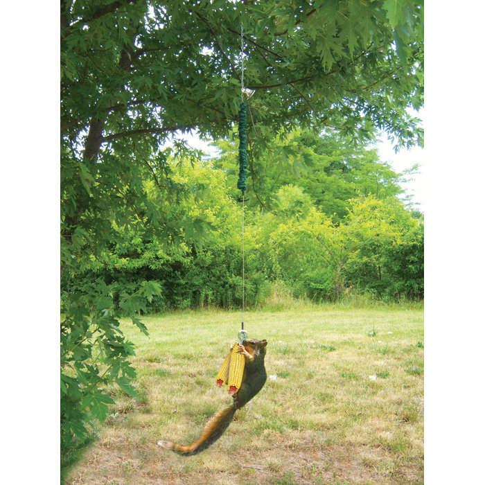 Songbird Essentials Squngee Deluxe Squirrel Feeder Wayfair