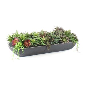 Succulents in Wooden Planter