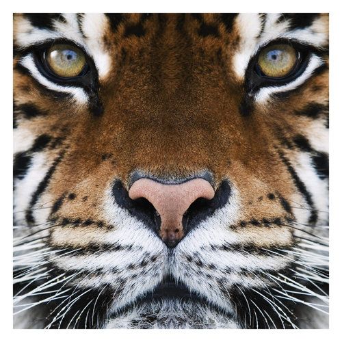 Tiger Eyes 3.36m x 3.36m Textured Matte Peel & Stick Wall Mural East Urban Home