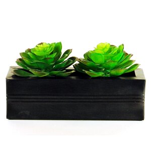 Duo Succulents in a Wide Ledge Planter