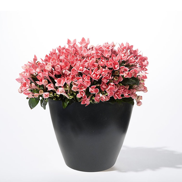 Black Gloss The Your Choice Patio and Indoor Garden 8” Faux Ceramic Planter Pot with Glaze Finish 8 inch Black Gloss The Your Choice Patio and Indoor Garden 8” Faux Ceramic Planter Pot with Glaze Finish 8 inch