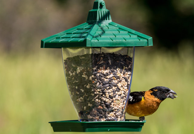 Our Favorite Bird Feeders