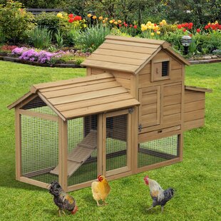 Chicken Coops Youll Love In 2019 Wayfairca