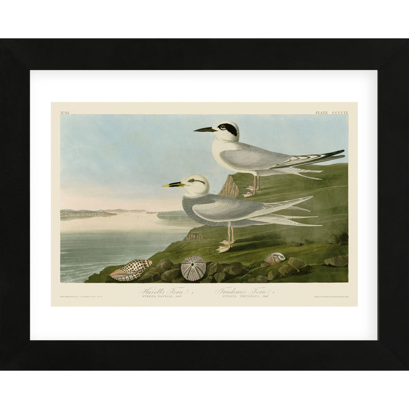 BOOK PAGE BIRDS AMERICA AUDUBON ARCTIC TERN Painting Canvas art Prints