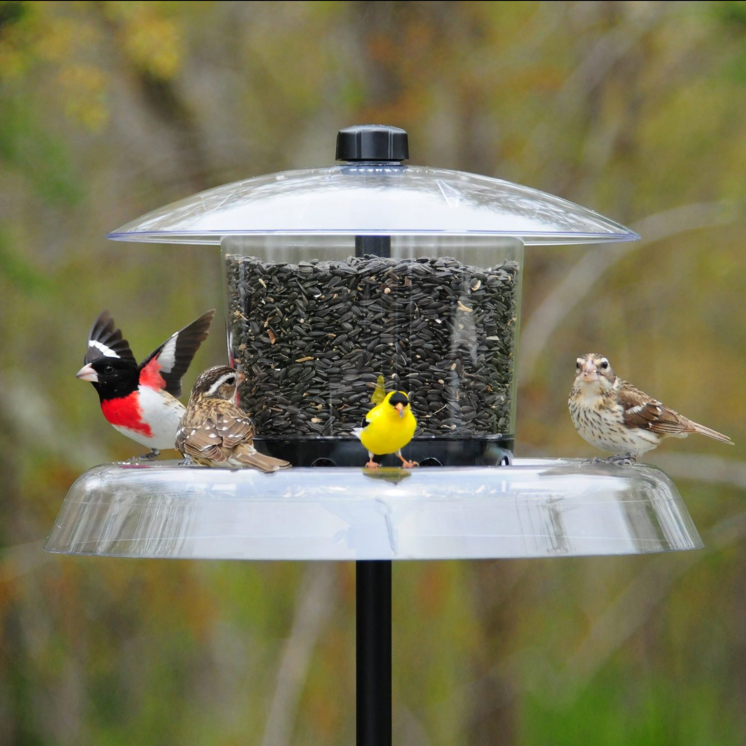 Droll Yankees Jagunda Squirrel Proof Tube Bird Feeder Reviews