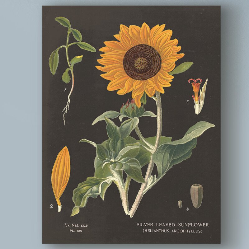 August Grove Sunflower Chart Acrylic Painting Print On Wrapped
