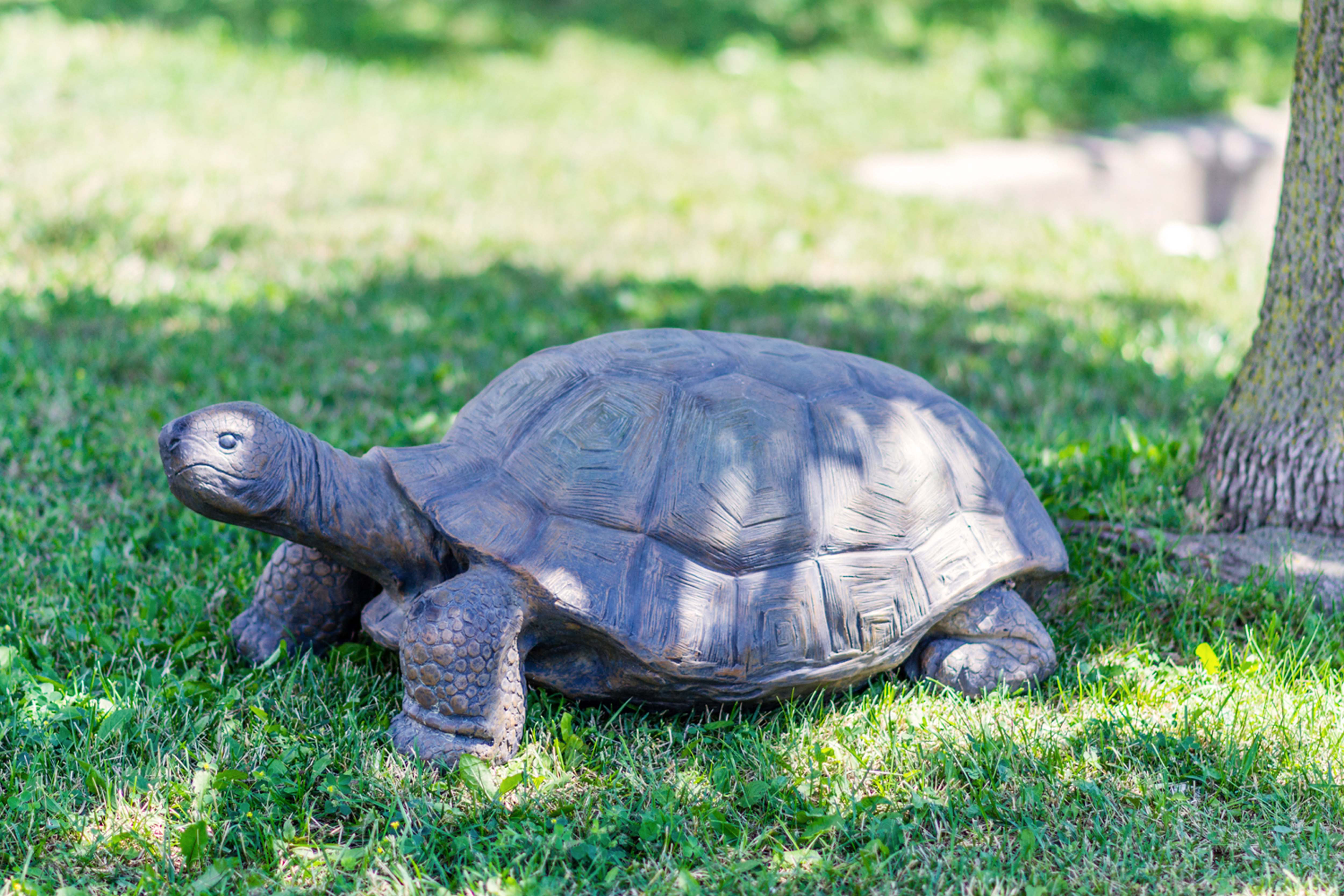 HiLine Gift Ltd. Large Turtle Statue & Reviews Wayfair