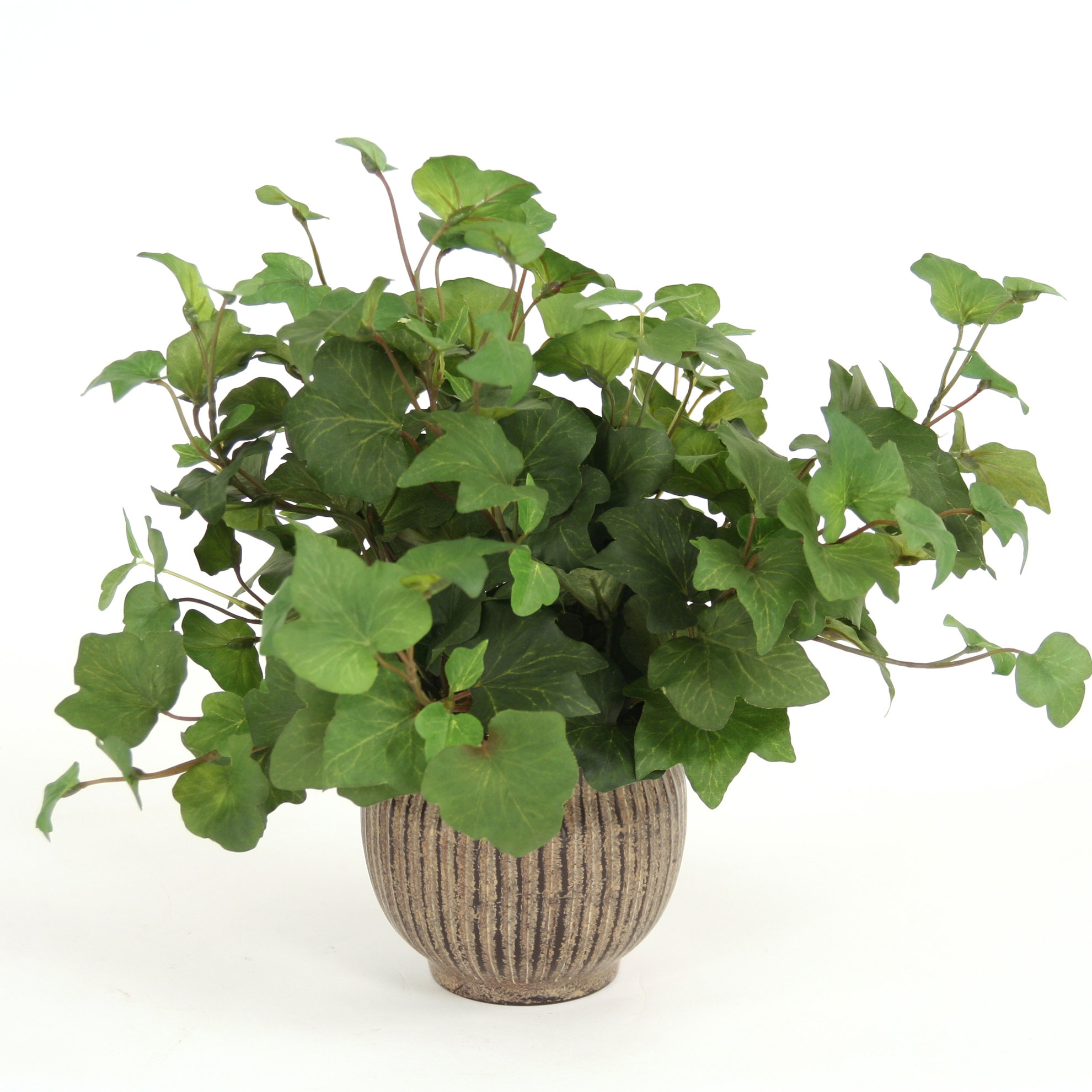Distinctive Designs Hedera Ivy Desk Top Plant In Pot Wayfair Ca
