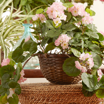 Geranium Hanging Basket