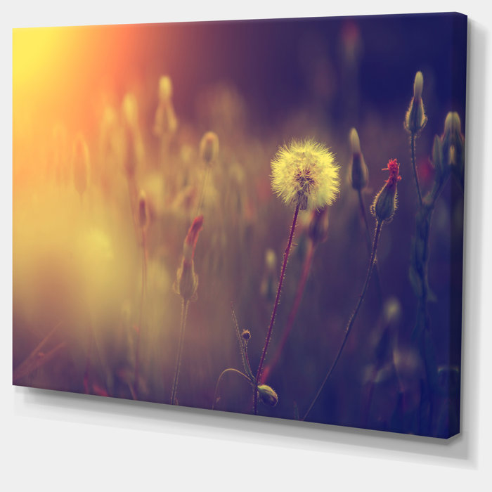Designart Vintage Photo Of Dandelion Field Graphic Art On Wrapped Canvas Wayfair