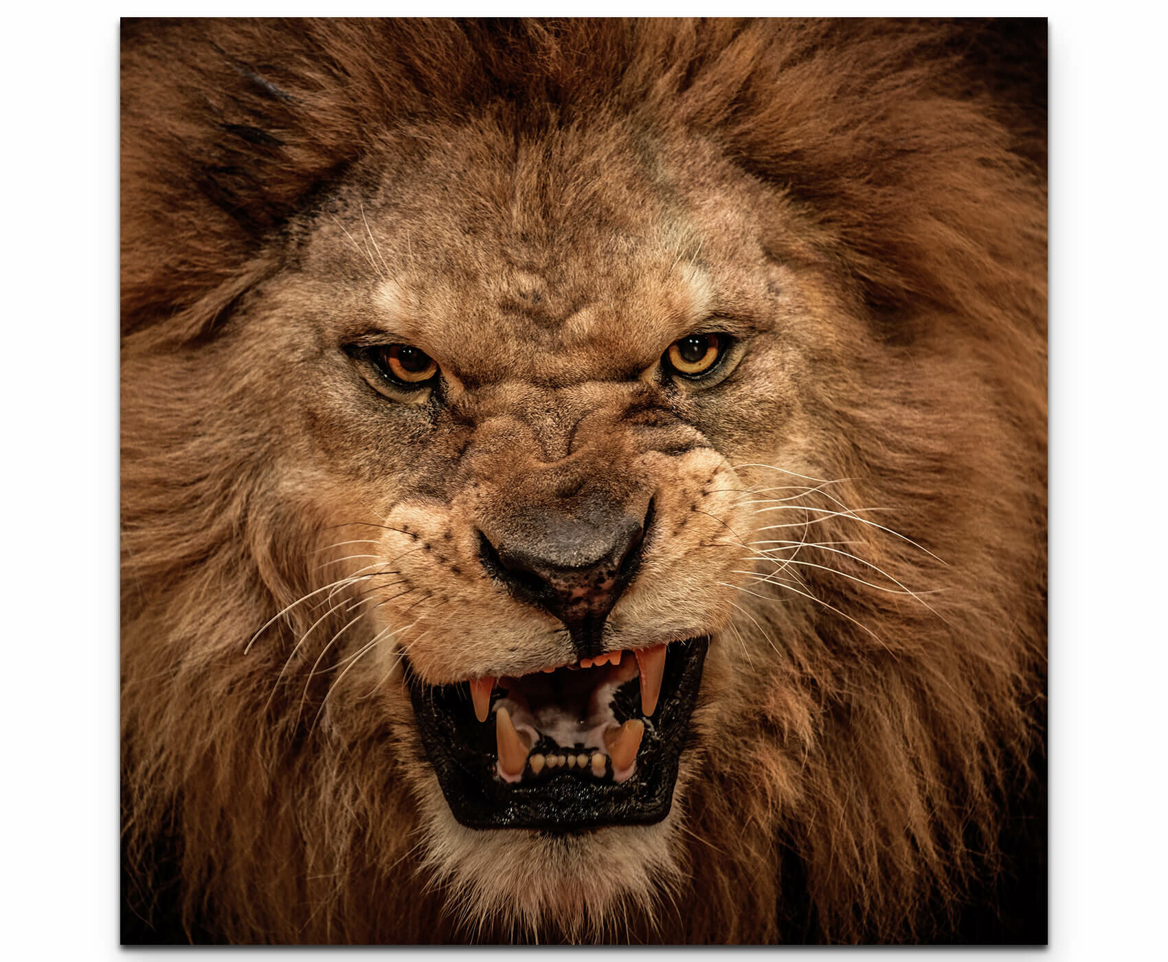 roaring lion images free download