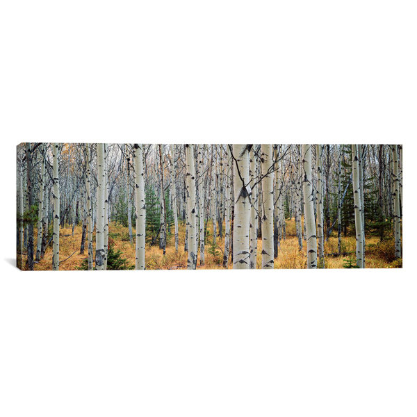 Modern Contemporary Aspen Trees Wall Art Allmodern