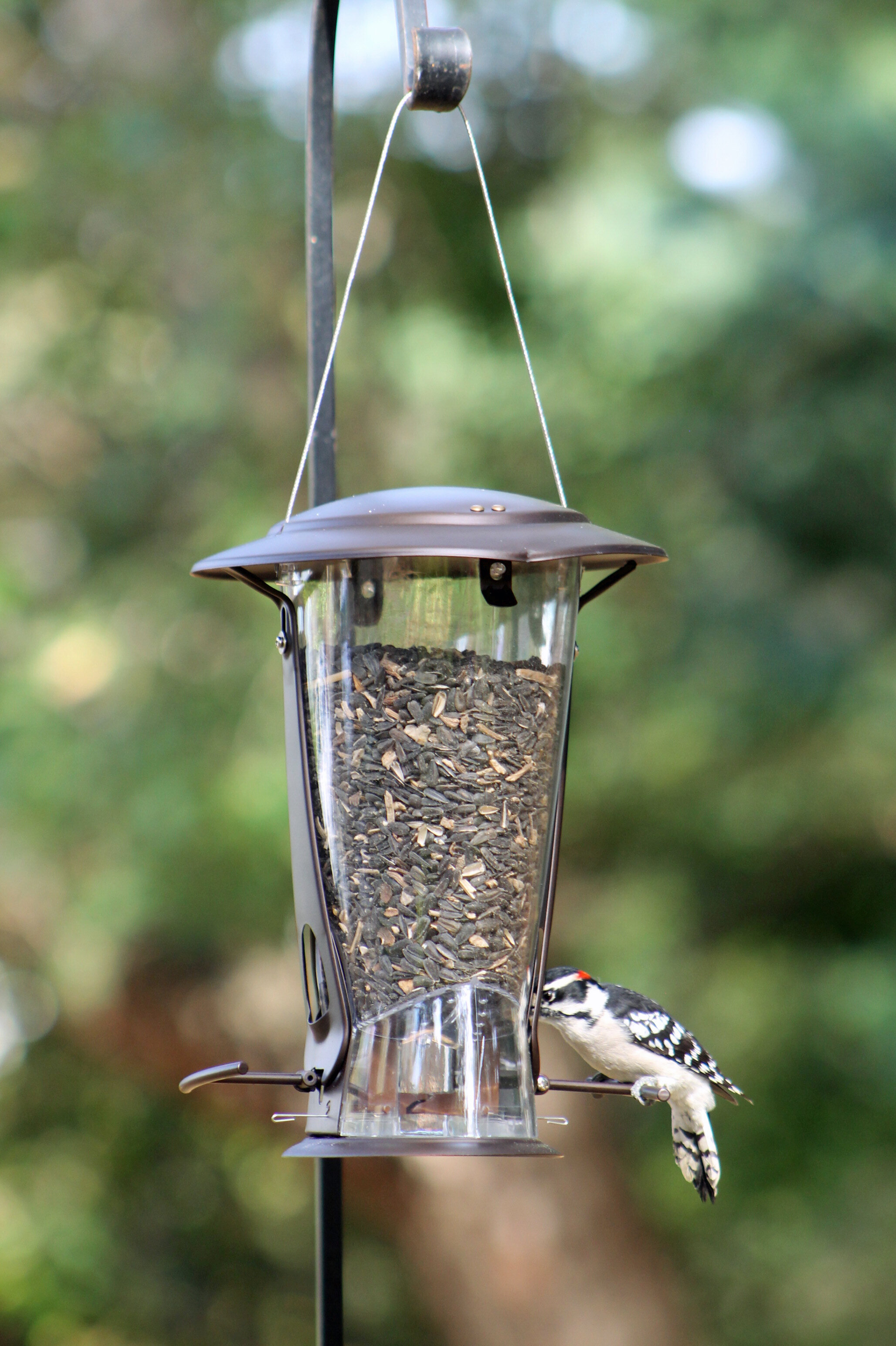 Classic Brands Llc Squirrel Proof Seed Tube Bird Feeder Wayfair