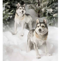 husky dog items