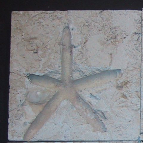 Starfish Star Fish Decorative Ceramic Wall Art Tile 6x6 Starfish Star Fish Decorative Ceramic Wall Art Tile 6x6